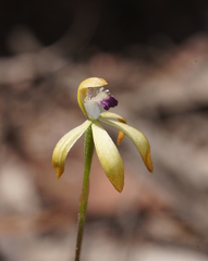 Caladenia hildae