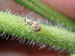 Calomycterus setarius