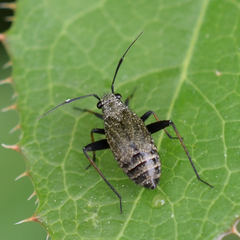 Orthocephalus saltator