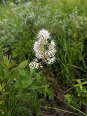 Spiraea alba alba