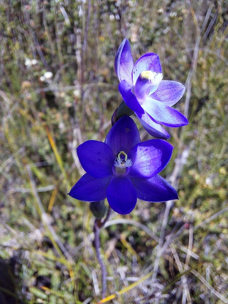 Thelymitra merraniae