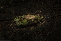 Sorolopha delochlora