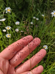 Dichanthelium boreale