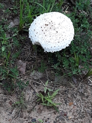 Saproamanita thiersii