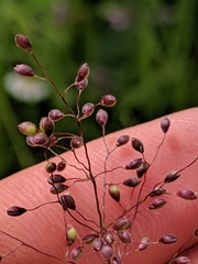 Dichanthelium boreale