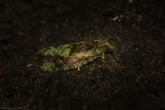 Sorolopha delochlora