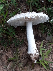 Saproamanita thiersii