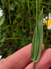 Dichanthelium boreale