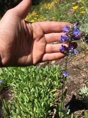 Penstemon rydbergii
