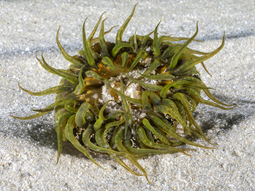 Aulactinia