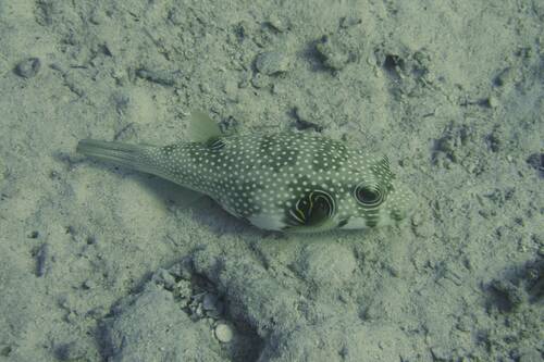 White-spotted Puffer (Arothron hispidus)