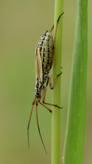 Leptopterna dolabrata