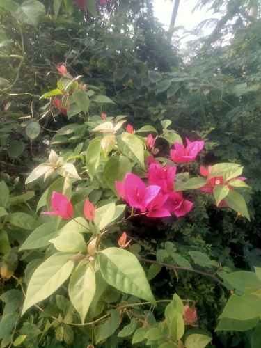 Bougainvillea spectabilis