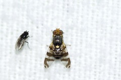 Rhagoletis cingulata