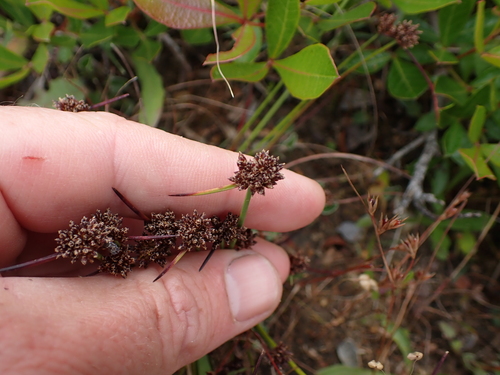 Image of Isolepis antarctica by (c) Eugene Hahndiek, some rights reserved (CC BY-SA)