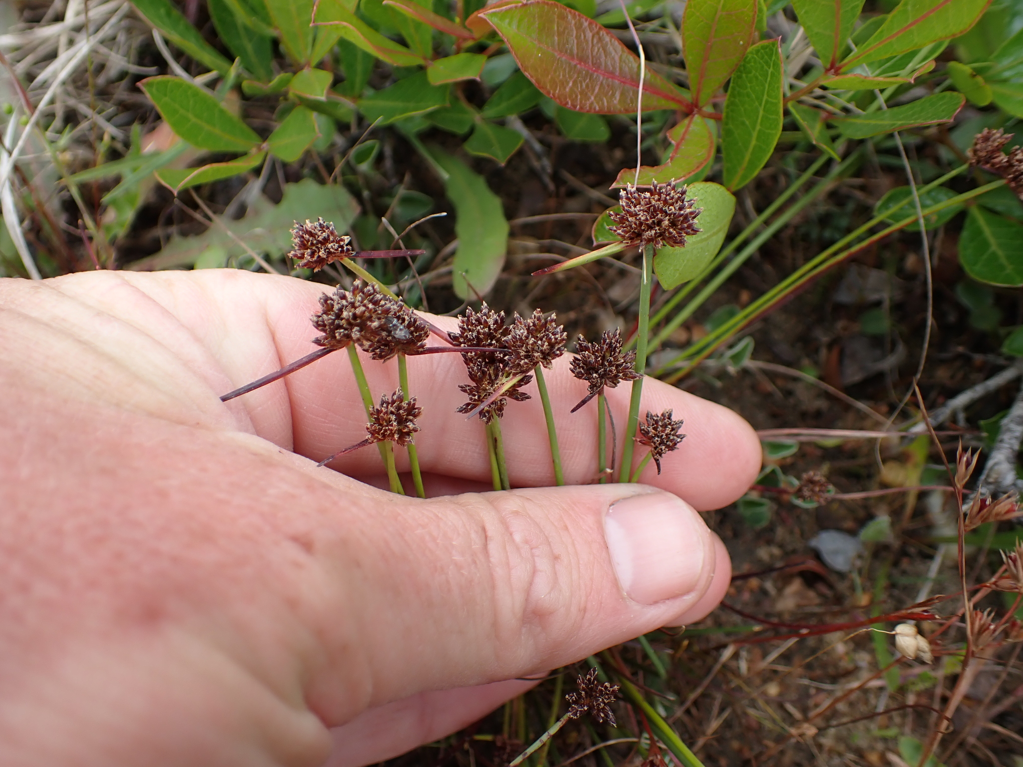 Annual Rush-Sedge (Isolepis antarctica)