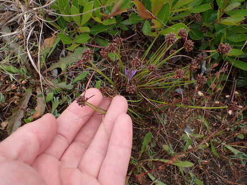 Image of Isolepis antarctica by (c) Eugene Hahndiek, some rights reserved (CC BY-SA)