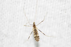 Erioptera caliptera