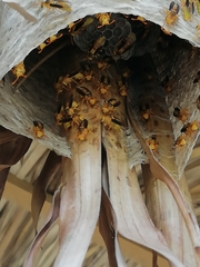 Parachartergus colobopterus