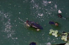 Hydromyza livens