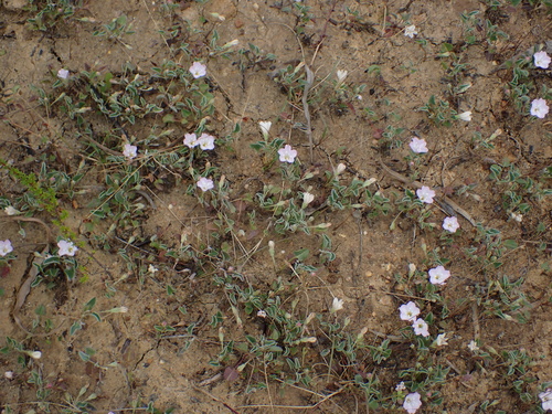 Image of Falkia repens by (c) Eugene Hahndiek, some rights reserved (CC BY-SA)