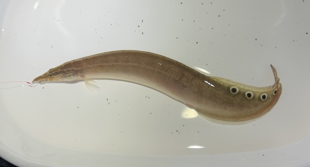Anguille épineuse de Siam (Macrognathus siamensis)