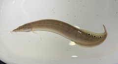Spotfin Spiny Eel photo 2
