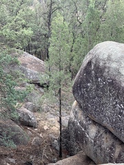 Callitris glaucophylla