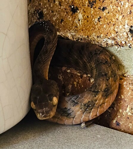 Brown Tree Snake sighting