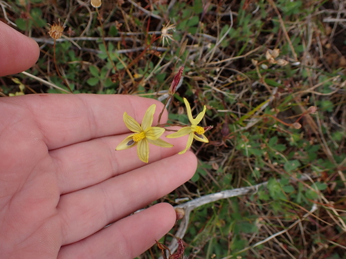 Image of Cyanella lutea by (c) Eugene Hahndiek, some rights reserved (CC BY-SA)