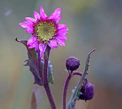 Senecio formosus