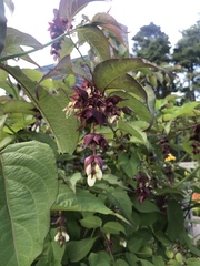 Leycesteria