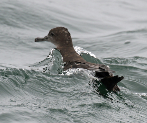 Puffin fuligineux