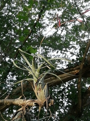 Tillandsia flexuosa