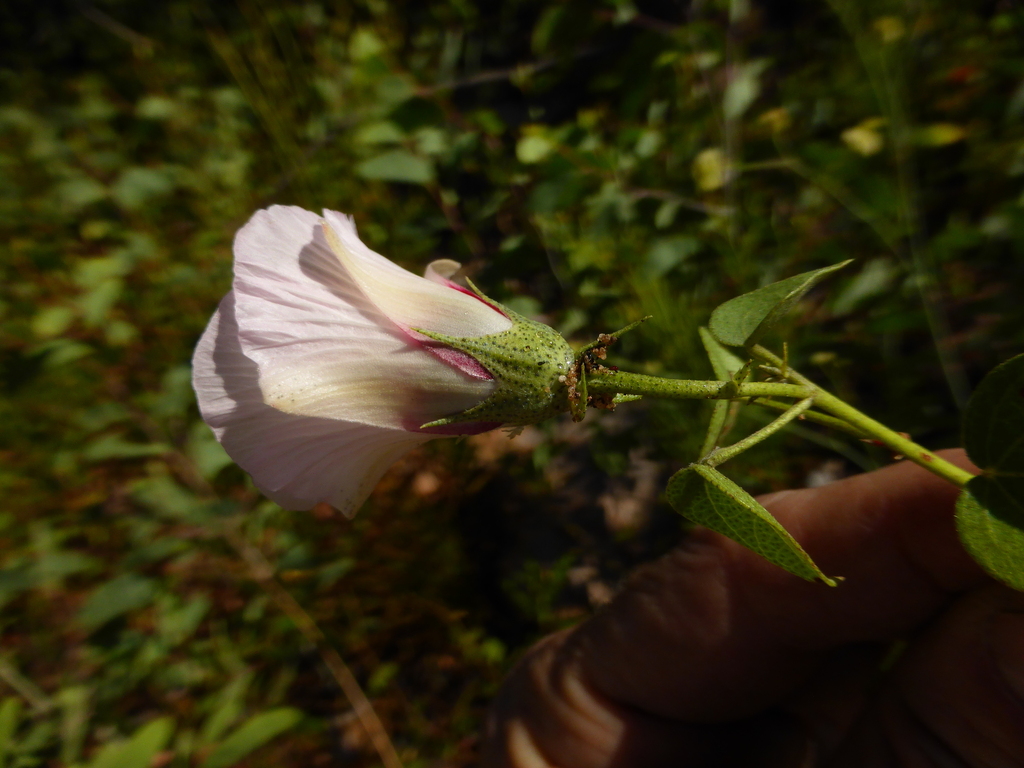 Gossypium populifolium