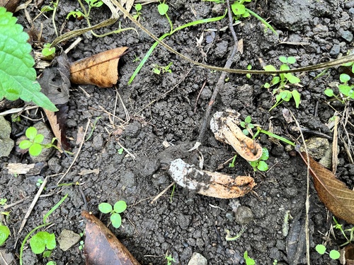 Clathrus bicolumnatus