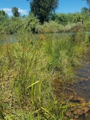 Juncus effusus pacificus