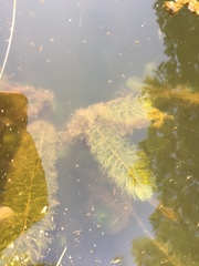 Ceratophyllum demersum