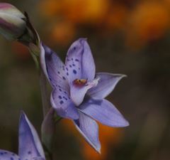 Thelymitra juncifolia