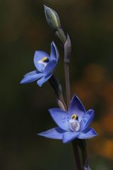 Thelymitra simulata