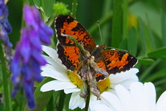 Phyciodes tharos image