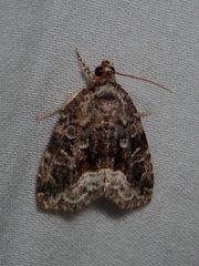 Protodeltote muscosula