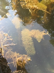 Ceratophyllum demersum
