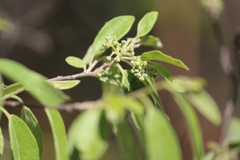 Karwinskia humboldtiana