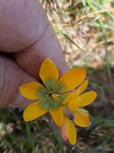Runner Kalossie (Ixia sarmentosa)