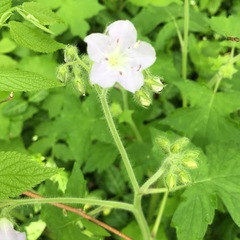 Hydrophyllum appendiculatum