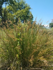 Juncus effusus pacificus