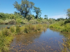 Juncus effusus pacificus