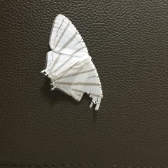 Urapteroides astheniata