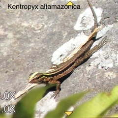 Kentropyx altamazonica